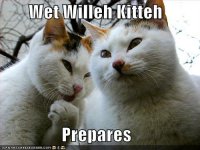 funny-pictures-wet-willy-cats.jpg